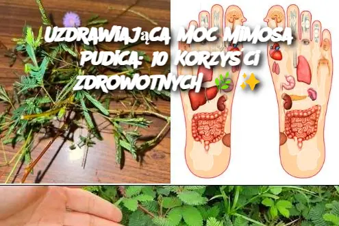 Uzdrawiająca Moc Mimosa Pudica: 10 Korzyści Zdrowotnych