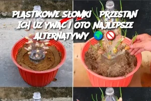 Plastikowe Słomki? Przestań Ich Używać! Oto Najlepsze Alternatywy
