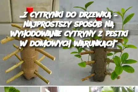 „Z cytrynki do drzewka – najprostszy sposób na wyhodowanie cytryny z pestki w domowych warunkach”