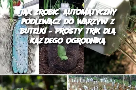 Jak zrobić automatyczny podlewacz do warzyw z butelki – prosty trik dla każdego ogrodnika