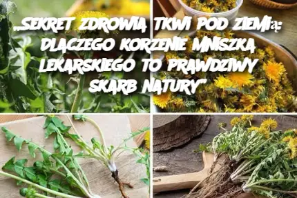 „Sekret zdrowia tkwi pod ziemią: Dlaczego korzenie mniszka lekarskiego to prawdziwy skarb natury”