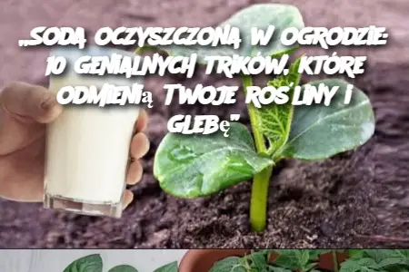 „Soda oczyszczona w ogrodzie: 10 genialnych trików, które odmienią Twoje rośliny i glebę”