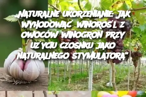 „Naturalne ukorzenianie: Jak wyhodować winorośl z owoców winogron przy użyciu czosnku jako naturalnego stymulatora”
