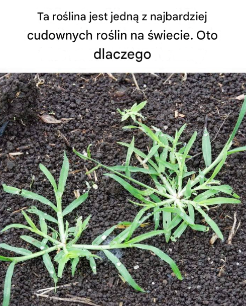 Eliksir natury z moringi: Przepis na zdrowie prosto z najcenniejszej rośliny świata