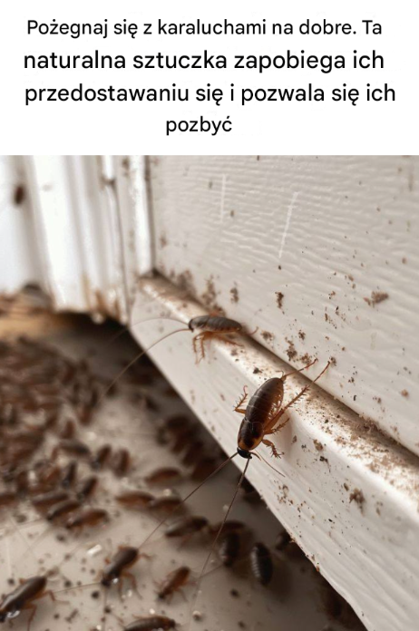 Koniec z karaluchami w domu: Naturalny sposób, który naprawdę działa