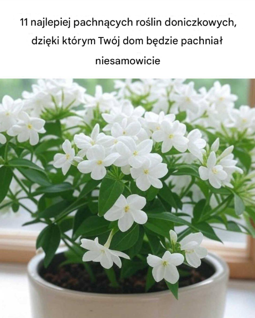 Aromatyczna oaza w domu: 11 roślin doniczkowych, które naturalnie odświeżą Twoje wnętrze
