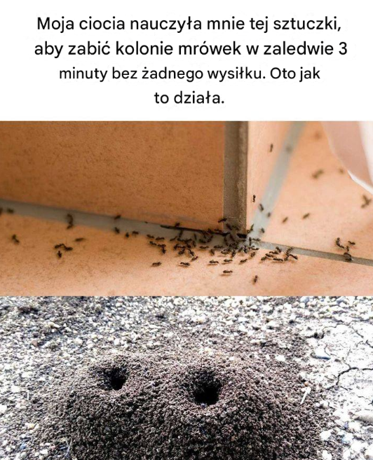 Jak Zwalczyć Kolonię Mrówek w 3 Minuty – Szybka Sztuczka, Którą Poznałem od Mojej Cioci