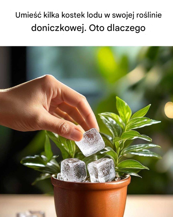 Dlaczego Kostki Lodu Są Tajemnicą Zdrowych Roślin Doniczkowych: Oto Co Musisz Wiedzieć!