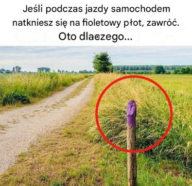 Dlaczego powinieneś natychmiast zawrócić, gdy zobaczysz fioletowy płot przy drodze? Oto, co musisz wiedzieć