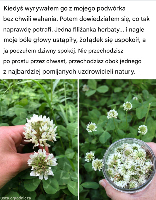 Ten "chwast" z ogrodu to ukryty skarb natury. Filiżanka naparu i... znikają bóle, stres i problemy trawienne