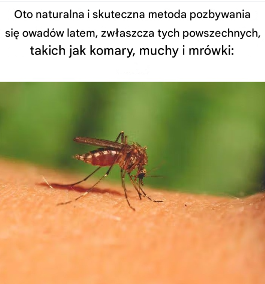 Naturalna tarcza na lato – zrób domowy odstraszacz komarów, much i mrówek bez chemii