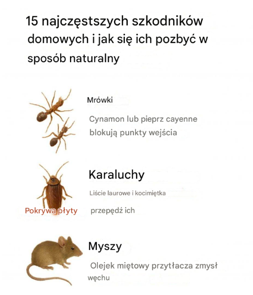 15 najczęstszych szkodników domowych i jak się ich pozbyć w sposób naturalny