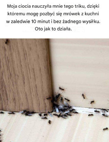 Trik mojej cioci na pozbycie się mrówek z kuchni w 10 minut – działa błyskawicznie i bez wysiłku!