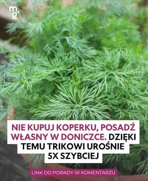 NIE KUPUJ KOPERKU – POSADŹ WŁASNY W DONICZCE. DZIĘKI TEMU TRIKOWI UROŚNIE 5X SZYBCIEJ!