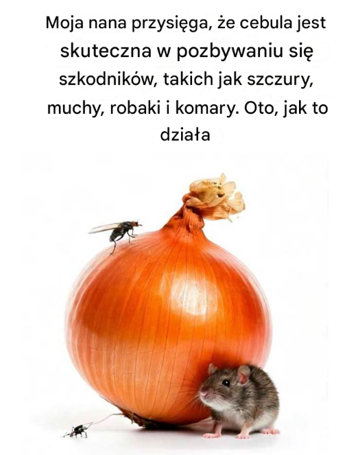 Moja nana przysięga, że cebula jest skuteczna w pozbywaniu się szkodników, takich jak szczury, muchy, robaki i komary. Oto, jak to działa