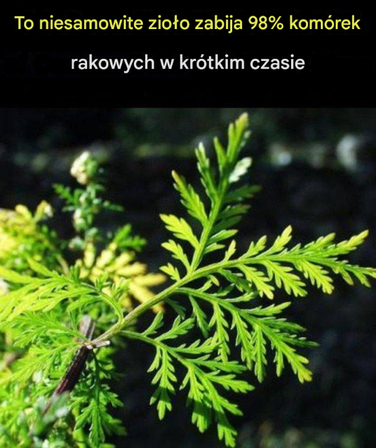 To niesamowite zioło zabija 98% komórek rakowych w krótkim czasie
