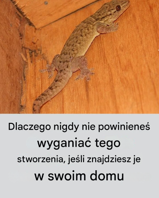 Dlaczego nigdy nie powinieneś wyganiać tego stworzenia, jeśli znajdziesz je w swoim domu