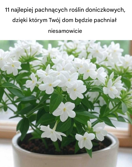 11 najlepiej pachnących roślin doniczkowych, dzięki którym Twój dom będzie pachniał niesamowicie