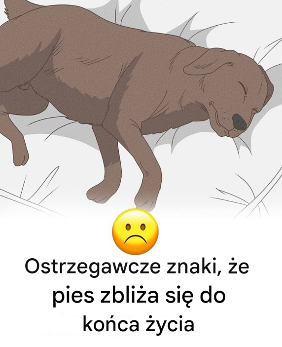 Ostrzegawcze znaki, że pies zbliża się do końca życia