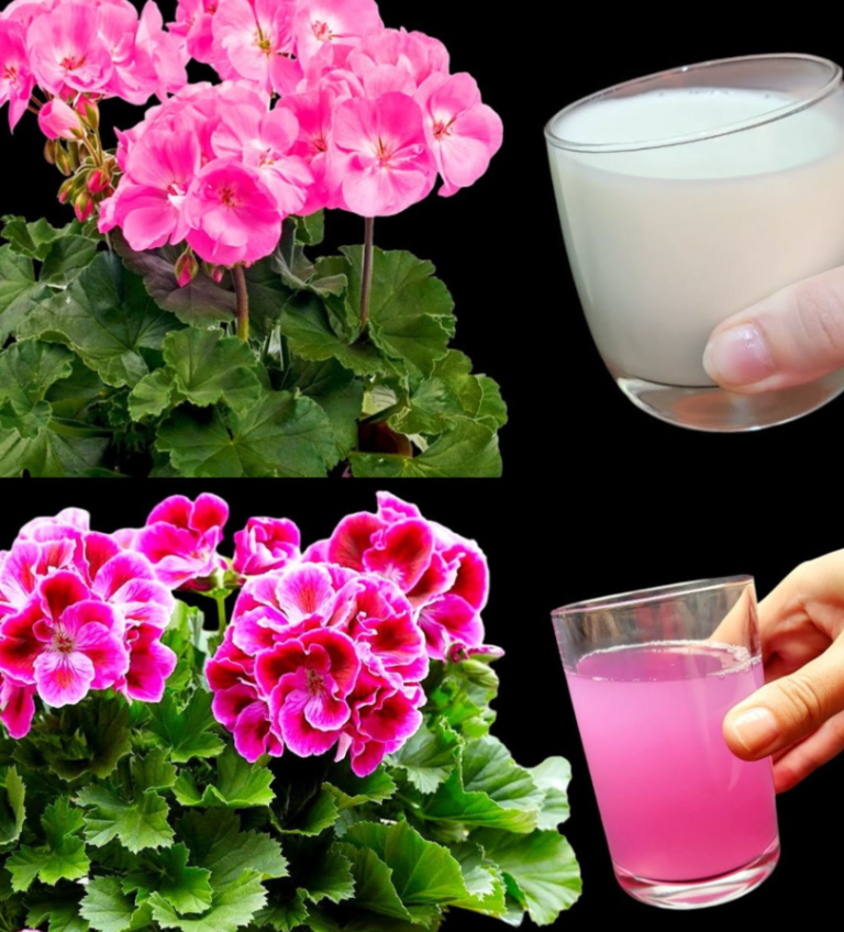 Oto jak mieć piękne i kolorowe pelargonie, aby upiększyć swój ogród