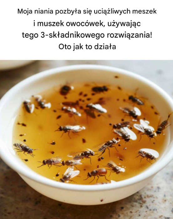 Moja niania pozbyła się uciążliwych meszek i muszek owocówek, używając tego 3-składnikowego rozwiązania! Oto jak to działa