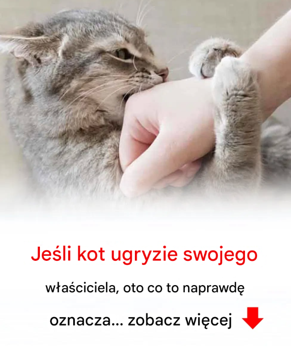 Jeśli kot ugryzie swojego właściciela, oto co to naprawdę oznacza…