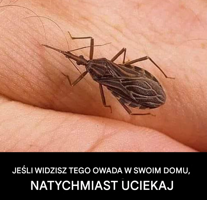 JEŚLI WIDZISZ TEGO OWADA W SWOIM DOMU, NATYCHMIAST UCIEKAJ