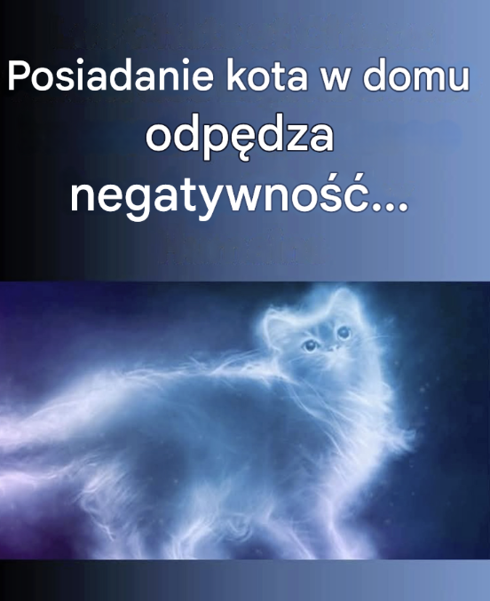 Obecność kota w domu będzie korzystna na poziomie energetycznym: odstraszy negatywne fale i uspokoi umysł