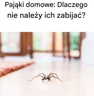 Pająki domowe: Dlaczego nie należy ich zabijać?