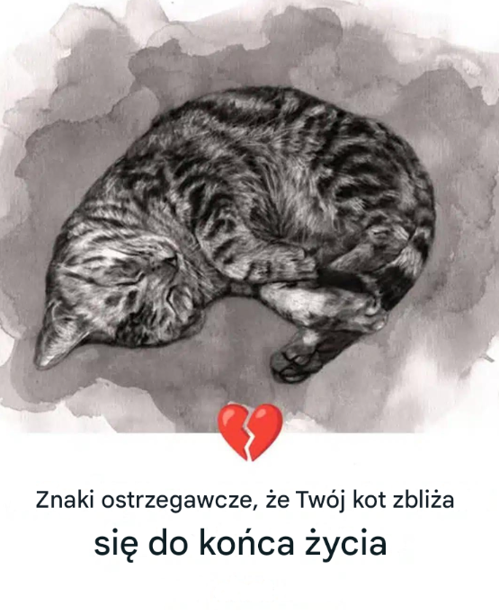 11 oznak, że Twój kot umiera
