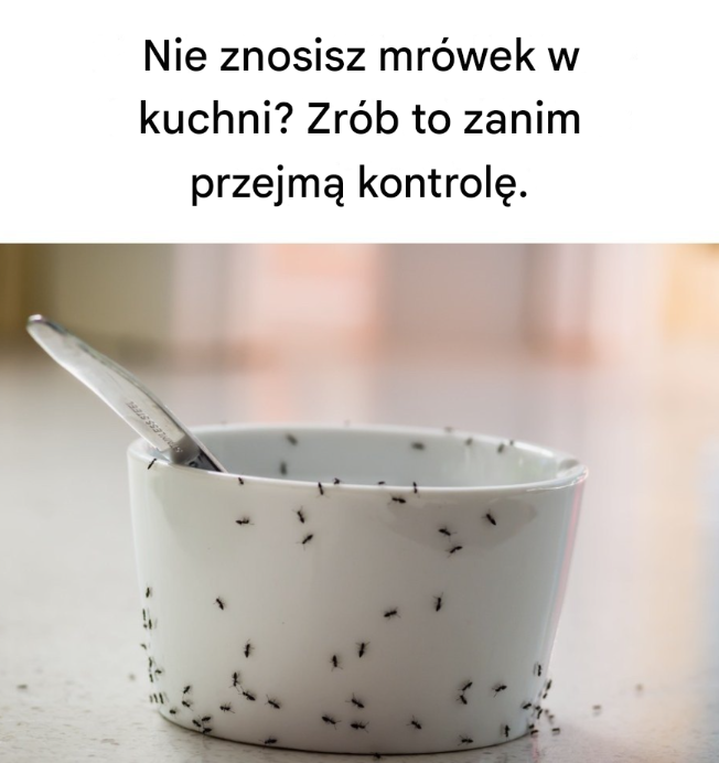 Nie znosisz mrówek w kuchni? Zrób to, zanim przejmą kontrolę!