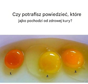 Czy potrafisz powiedzieć, które jajko pochodzi od zdrowej kury? Oto jak je rozpoznać!