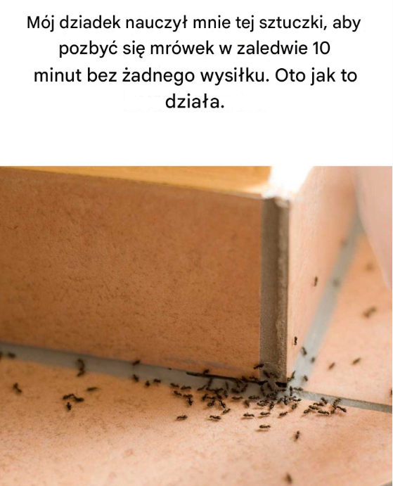 Mój dziadek nauczył mnie tej sztuczki, aby pozbyć się mrówek w zaledwie 10 minut – bez żadnego wysiłku. Oto jak to działa
