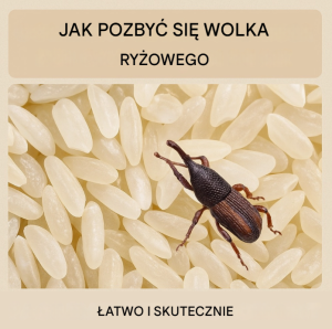 Pozbądź się ryjkowców ryżowych w domu – nie musisz wydawać pieniędzy na produkty z supermarketu