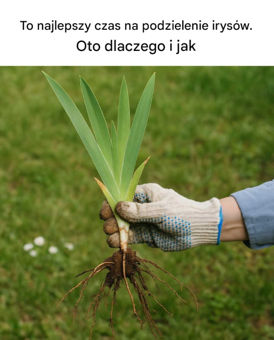 Tytuł: To najlepszy czas na podzielenie irysów – oto dlaczego i jak to zrobić krok po kroku