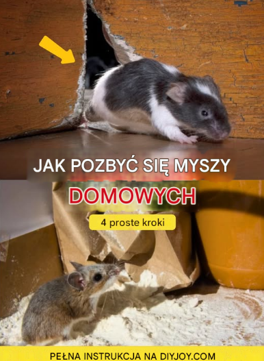 W końcu pozbędziesz się myszy w swoim domu, jeśli zastosujesz się do tych kroków! Dowiedz się, jak to zrobić skutecznie i bezpiecznie