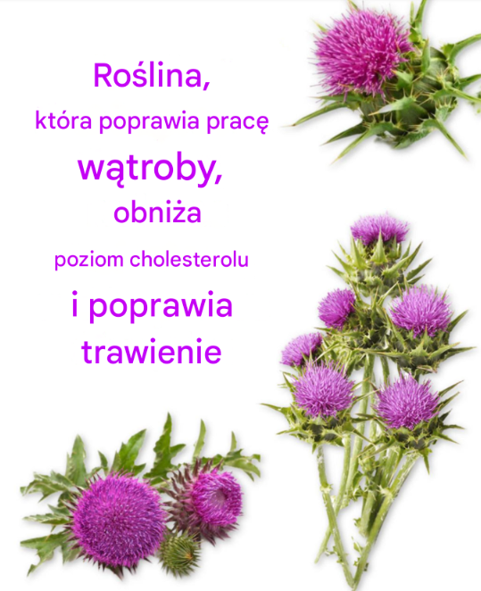ROŚLINA, KTÓRA POPRAWIA PRACĘ WĄTROBY, OBNIŻA POZIOM CHOLESTEROLU I POPRAWIA TRAWIENIE