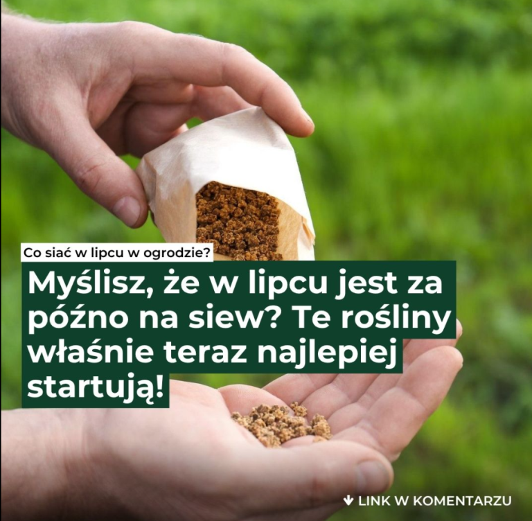Myślisz, że w lipcu jest za późno na siew? Jesteś w błędzie! Te rośliny zdążą urosnąć i obficie plonować